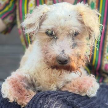 Roscoe -  Maltese Dog for Adoption in Detroit, Michigan - Roscoe | PetCurious