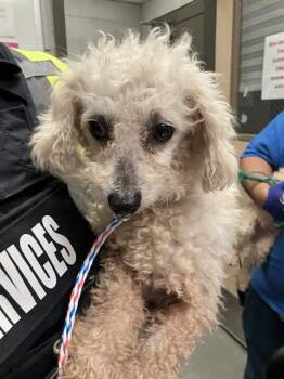 Mixed Breed Dogs Available for Adoption - A1280898 | PetCurious