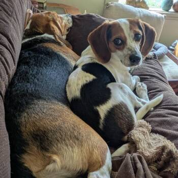 Beagle and Jack Russell Terrier Dogs Available for Adoption in Rochester, New York - Lulu-Bea | PetCurious