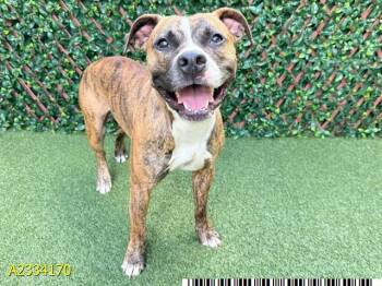 YAZZY -  Mixed Breed Dog Available for Adoption in West Palm Beach, Florida - YAZZY | PetCurious