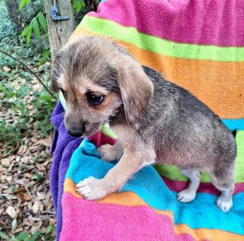 Cairn Terrier and Yorkshire Terrier Dogs Available for Adoption in Missouri City, Texas - Tanysha OR14424-T | PetCurious