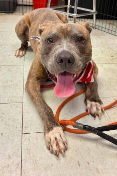 Jack Skellington --Courtesy Post. Out of town pet. See below for -  Pit Bull Terrier Dog for Adoption in Eagle, Idaho - Jack Skellington --Courtesy Post. Out Of Town Pet. See Below For | PetCurious