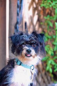 Jang -  Shih Tzu and Terrier Dog for Adoption in San Diego, California - Jang | PetCurious
