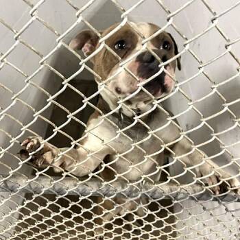 Farley ( FKA Charlie) -  Pit Bull Terrier and Mixed Breed Dog for Adoption in Spring Hill, Kansas - Farley ( FKA Charlie) | PetCurious