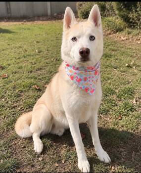 ACE of melted Hearts -  Husky Dog for Adoption in Houston, Texas - ACE Of Melted Hearts | PetCurious