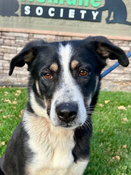 Rescue Border Collie and Mixed Breed Dogs for Adoption in Yakima, Washington - Artemis | PetCurious