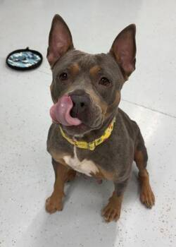 Crumbcake -  Pit Bull Terrier Dog for Adoption in Montgomery, New Jersey - Crumbcake | PetCurious