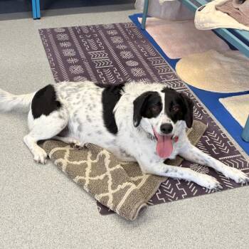 Australian Cattle Dog Blue Heeler and Mixed Breed Dogs Available for Adoption in Wheeling, Illinois - Omega | PetCurious