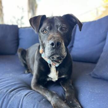 Rescue Black Labrador Retriever Dogs for Adoption in Ramona, California - Shadow Suitcase | PetCurious