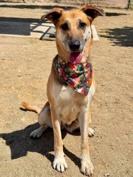 Izzy -  Shepherd Dog for Adoption in Gardnerville, Nevada - Izzy | PetCurious