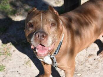 Rescue Pit Bull Terrier Dogs for Adoption in Longview, Texas - Bruno | PetCurious