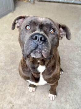 Pit Bull Terrier Dogs Available for Adoption in Chicago, Illinois - Smooch | PetCurious