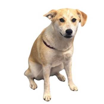 Waffle -  Border Collie Dog for Adoption in Red Bluff, California - Waffle | PetCurious
