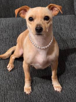 Appreciate -  Chihuahua Dog for Adoption in Sumter, South Carolina - Appreciate | PetCurious
