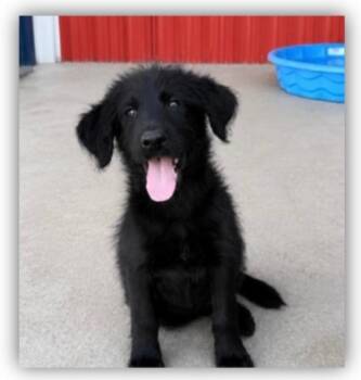 Lewis -  Portuguese Water Dog and Labrador Retriever Dog for Adoption in Hudson, New York - Lewis | PetCurious