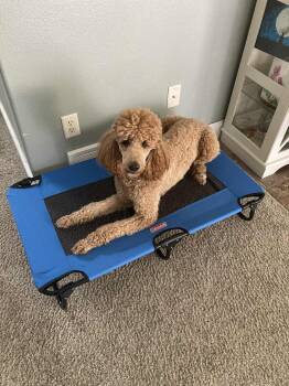 Rescue Standard Poodle Dogs for Adoption in Laurel, Montana - Josie | PetCurious
