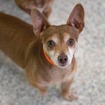 Chihuahua Dogs Available for Adoption in Peyton, Colorado - Boo Boo (MR26-349) | PetCurious