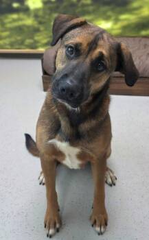 Labrador Retriever Dogs Available for Adoption - Robin | PetCurious