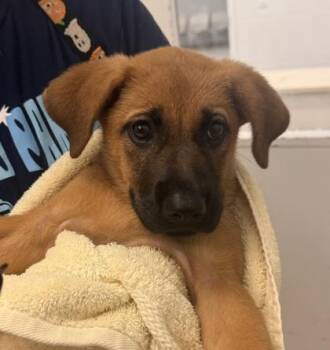 Saffron -  Mixed Breed Dog for Adoption in Kansas City, Missouri - Saffron | PetCurious