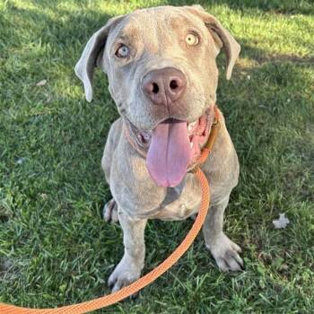 SULLY - ADOPTION PENDING -  Cane Corso Dog for Adoption in Ontario, California - SULLY - ADOPTION PENDING | PetCurious