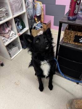Border Collie and Mixed Breed Dogs Available for Adoption in Columbus, Indiana - Little Bear | PetCurious