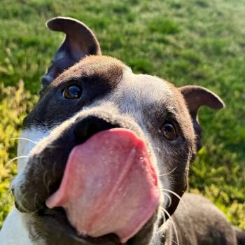 Mahogany -  Pit Bull Terrier and Mixed Breed Dog for Adoption in Dayton, Ohio - Mahogany | PetCurious