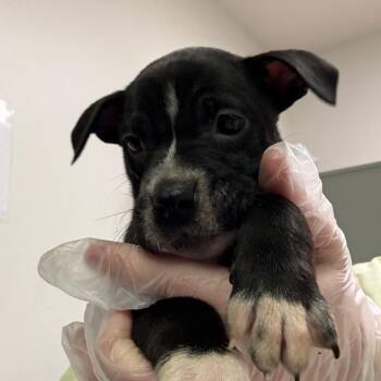 Mixed Breed Dogs Available for Adoption - Pudding | PetCurious