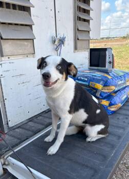 Rescue Terrier Dogs for Adoption in Edna, Texas - FOUND - Sonya | PetCurious