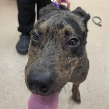 Nala -  Catahoula Leopard Dog and Pit Bull Terrier Dog Available for Adoption in Zanesville, Ohio - Nala | PetCurious