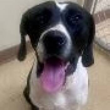Godzilla -  Terrier and Plott Hound Dog for Adoption in St. Augustine, Florida - Godzilla | PetCurious