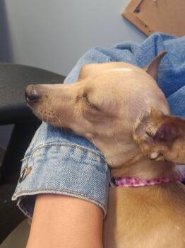 Boba Tea -  Chihuahua Dog for Adoption in Fort Collins, Colorado - Boba Tea | PetCurious