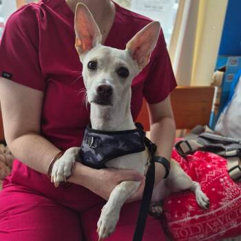 Paquito -  Chihuahua and Jack Russell Terrier Dog for Adoption in Wahiawa, Hawaii - Paquito | PetCurious