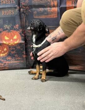 Theodore -  Chihuahua Dog for Adoption in Campbellsville, Kentucky - Theodore | PetCurious