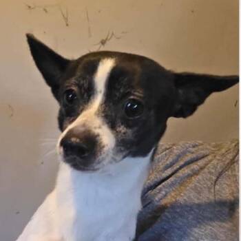 Abel -  Chihuahua Dog for Adoption in Calverton, New York - Abel | PetCurious