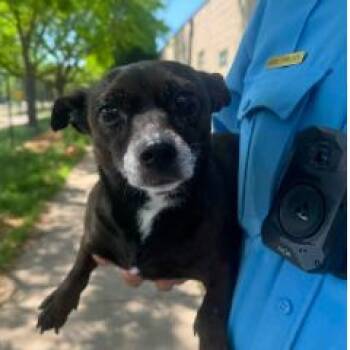 Linda D11441 -  Chihuahua and Cattle Dog Dog Available for Adoption - Linda D11441 | PetCurious