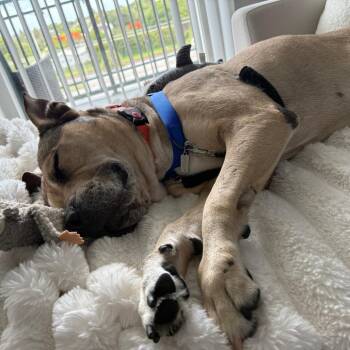 Naan -  Mixed Breed Dog for Adoption in West Palm Beach, Florida - Naan | PetCurious