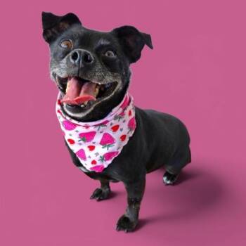Lola -  Chihuahua and Pug Dog for Adoption in Thousand Oaks, California - Lola | PetCurious