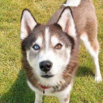 Jefè -  Husky Dog for Adoption in Amery, Wisconsin - Jefè | PetCurious