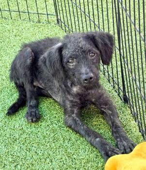 Popinjay -  Poodle and Mixed Breed Dog for Adoption in Cape Coral, Florida - Popinjay | PetCurious