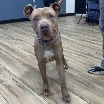 Conan -  Pit Bull Terrier Dog Available for Adoption in Newark, New Jersey - Conan | PetCurious