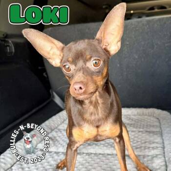 Miniature Pinscher Dogs Available for Adoption - Loki | PetCurious