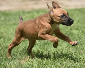 Ursula -  Hound and Shepherd Dog for Adoption in Mechanicsburg, Pennsylvania - Ursula | PetCurious