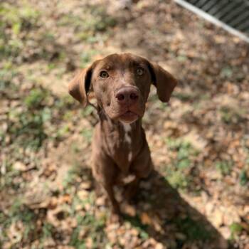 Rescue Labrador Retriever Dogs for Adoption in Carencro, Louisiana - Tofurkey | PetCurious