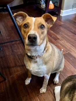 Simone -  Australian Cattle Dog Blue Heeler Dog for Adoption in Oswego, Illinois - Simone | PetCurious