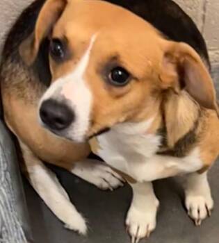 BETH -  Beagle Dog for Adoption in Elizabethton, Tennessee - BETH | PetCurious