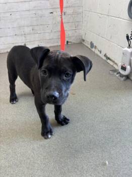 BRISKET -  Pit Bull Terrier and Mixed Breed Dog for Adoption in San Bernardino, California - BRISKET | PetCurious