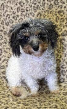 Cavapoo Dogs Available for Adoption in New Stanton, Pennsylvania - Spencer  | PetCurious