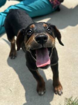Heifer -  Hound and Mixed Breed Dog for Adoption in King William, Virginia - Heifer | PetCurious