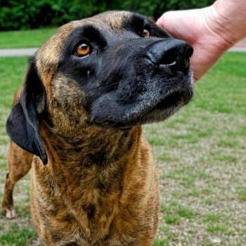 Jewel -  Mixed Breed Dog Available for Adoption in Walker, Michigan - Jewel | PetCurious