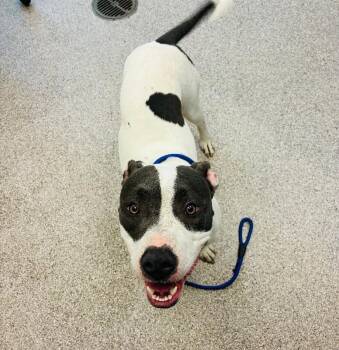 Camry -  American Staffordshire Terrier Dog for Adoption in Disputanta, Virginia - Camry | PetCurious